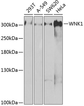 WNK1 Antibody