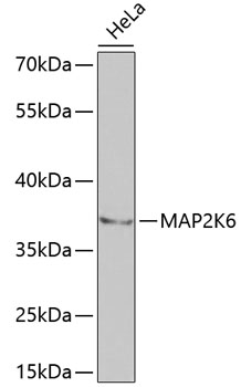 MAP2K6 Antibody