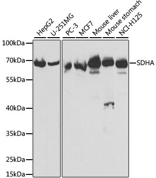 SDHA Antibody