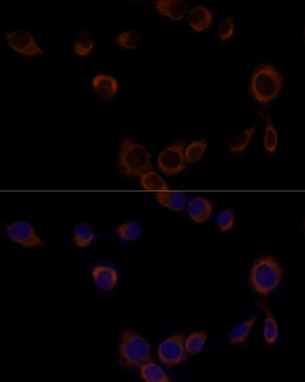 CASP9 antibody