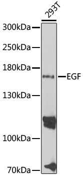 EGF antibody