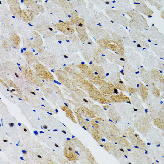 PTPN11 antibody