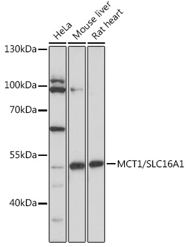 SLC16A1 antibody