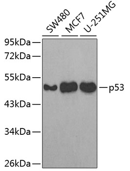 TP53 antibody