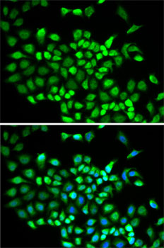 CUL2 Antibody