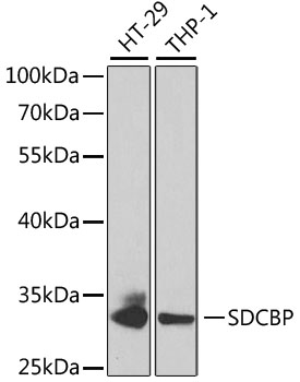 SDCBP Antibody