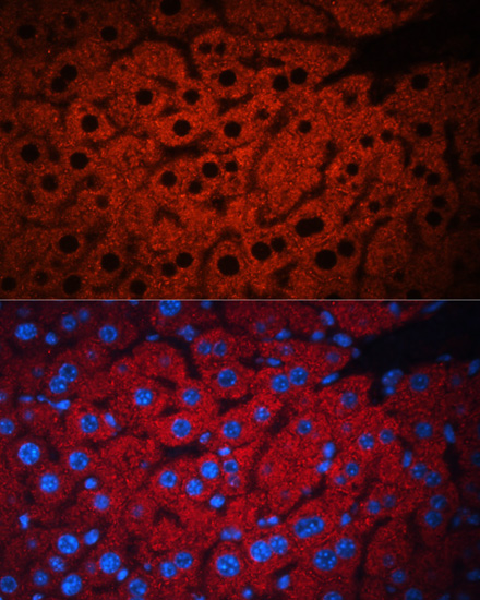 PEX19 Antibody