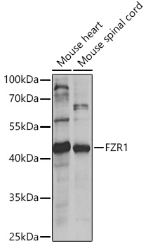 FZR1 antibody