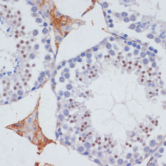 MTR4 antibody