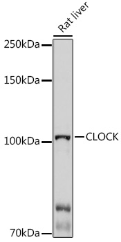 CLOCK antibody