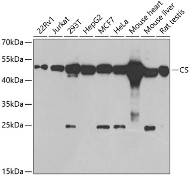 CS Antibody