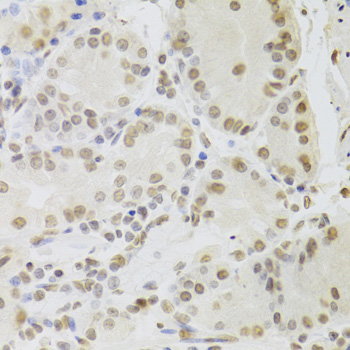 RUVBL1 Antibody