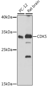 CDK5 Antibody