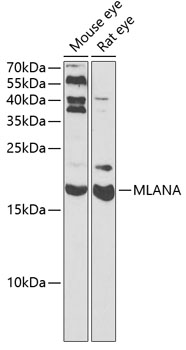 MLANA antibody