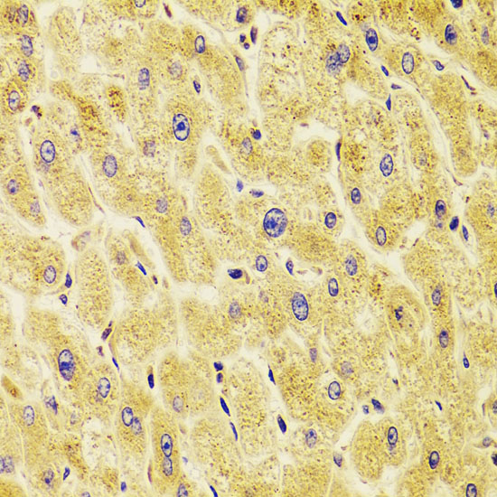 TXNL1 antibody