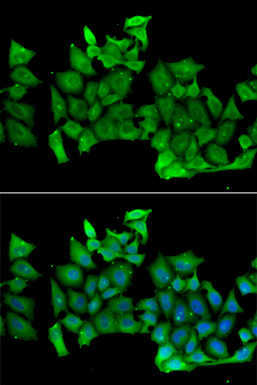 RHOH antibody