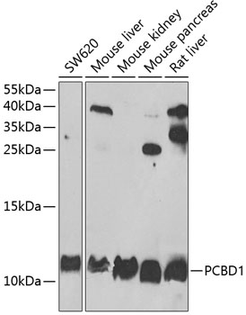 PCBD1 antibody