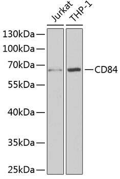 CD84 antibody