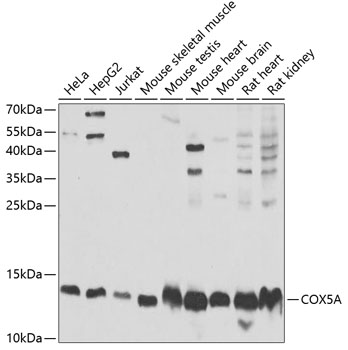 COX5A antibody