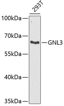 GNL3 antibody