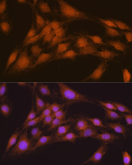 NRBF2 antibody