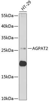 AGPAT2 antibody