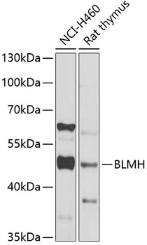 BLMH antibody