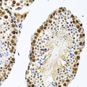 MMP10 Antibody