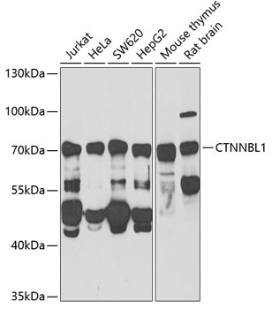 CTNNBL1 antibody