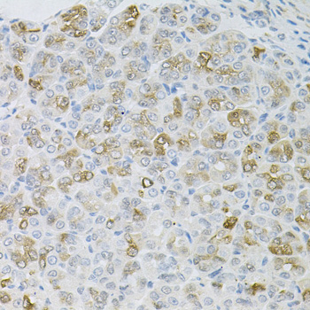 HPS1 antibody