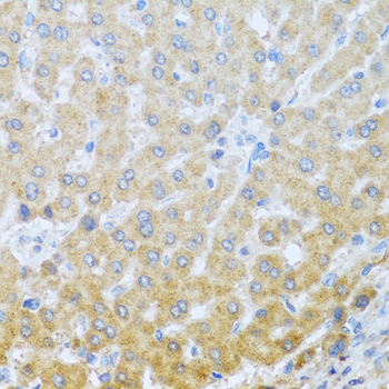 IL20 antibody