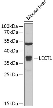 LECT1 antibody