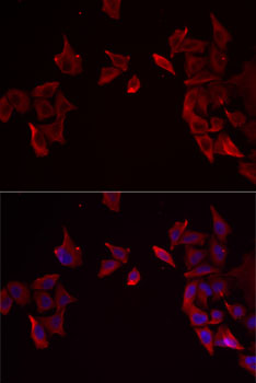 RAMP3 antibody