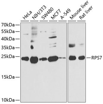 RPS7 antibody