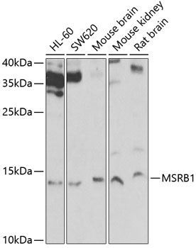 MSRB1 antibody