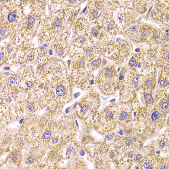 ST3GAL3 antibody