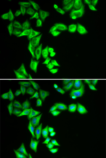 STRN3 antibody