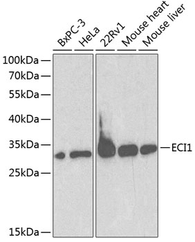 ECI1 Antibody