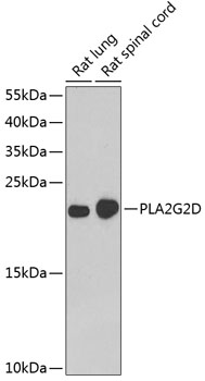 PLA2G2D antibody