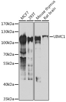 UIMC1 antibody