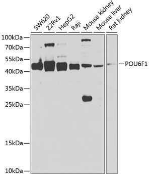 POU6F1 antibody