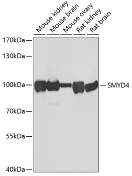 SMYD4 antibody