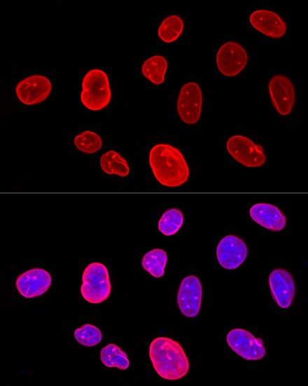 LMNA Antibody