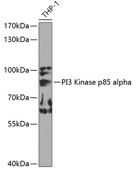 PIK3R1 antibody