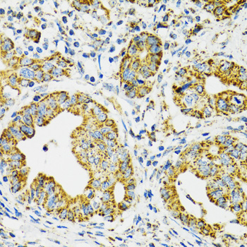 HSPA9 Antibody