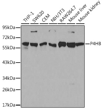 P4HB Antibody