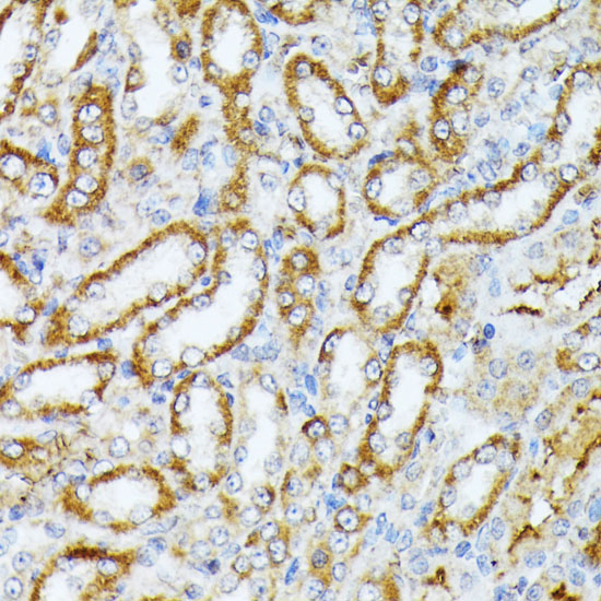 CASP1 Antibody