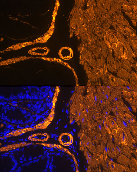 ACTA2 antibody