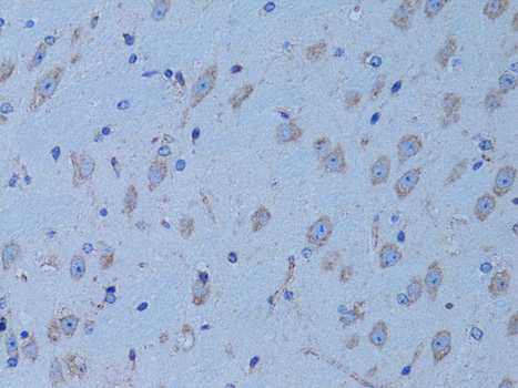 HADH Antibody