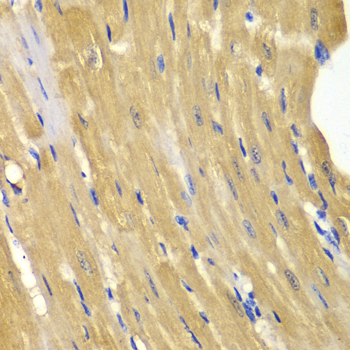 AK1 Antibody